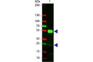 Image no. 1 for Goat anti-Pig IgG (Whole Molecule) antibody (Texas Red (TR)) (ABIN301117) (Goat anti-Pig IgG (Whole Molecule) Antibody (Texas Red (TR)))