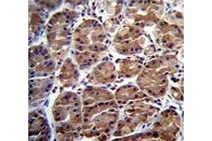 SOCS4 antibody immunohistochemistry analysis in formalin fixed and paraffin embedded human stomach tissue. (SOCS4 antibody  (AA 227-254))