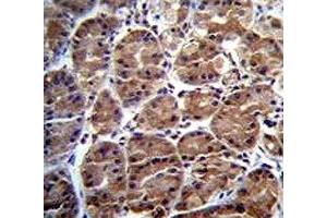 SOCS4 antibody immunohistochemistry analysis in formalin fixed and paraffin embedded human stomach tissue.