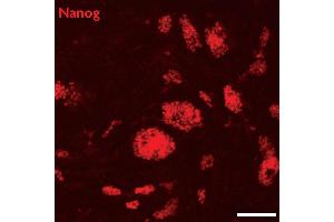 Nanog antibody (pAb) tested by Immunofluorescence Mouse embryonic stem cells (mESCs) grown on mouse embryonic fibroblast feeder cells (MEFs) were fixed with 4 % paraformaldehyde for 10 minutes at room temperature. (Nanog antibody  (N-Term))