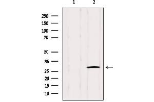 Western blot analysis of extracts from Hybridoma cells, using IGFBPL1 Antibody. (IGFBPL1 antibody  (Internal Region))