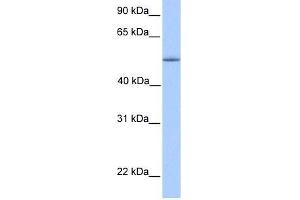 ZNF708 antibody used at 0. (ZNF708 antibody  (C-Term))