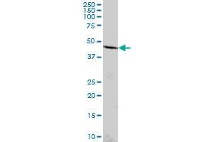 B4GALT4 MaxPab polyclonal antibody. (B4GALT4 antibody  (AA 1-344))