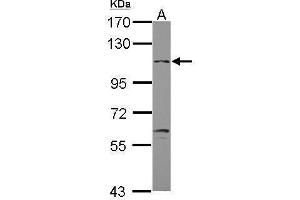WB Image Sample (30 ug of whole cell lysate) A: U87-MG 7. (GABBR2 antibody)