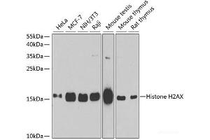 Western blot analysis of extracts of various cell lines using Histone H2AX Polyclonal Antibody at dilution of 1:1000.