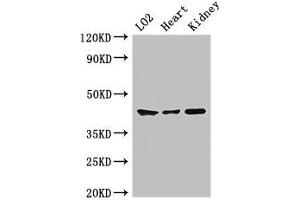 Western Blot Positive WB detected in: LO2 whole cell lysate, Mouse heart tissue, Mouse kidney tissue All lanes: MAP2K1 antibody at 2 μg/mL Secondary Goat polyclonal to rabbit IgG at 1/50000 dilution Predicted band size: 44, 41 kDa Observed band size: 44 kDa (MEK1 antibody  (AA 2-79))