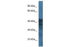 Western Blot showing GABRB1 antibody used at a concentration of 1. (GABRB1 antibody  (Middle Region))