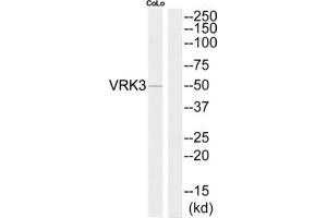 Western Blotting (WB) image for anti-Vaccinia Related Kinase 3 (VRK3) (Internal Region) antibody (ABIN1852737) (VRK3 antibody  (Internal Region))