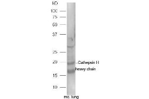 Mouse lung lysates probed with Rabbit Anti-Cathepsin H heavy chain Polyclonal Antibody, Unconjugated (ABIN2559428) at 1:300 in 4˚C.