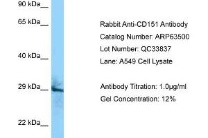 Western Blotting (WB) image for anti-CD151 (CD151) (C-Term) antibody (ABIN2789524) (CD151 antibody  (C-Term))