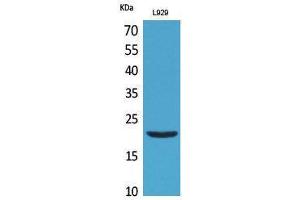 Western Blotting (WB) image for anti-Interleukin 29 (IL29) (Internal Region) antibody (ABIN3181015) (IL29 antibody  (Internal Region))
