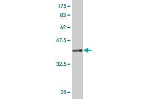 Western Blot detection against Immunogen (43. (CD90 antibody  (AA 1-161))