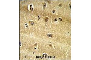 Formalin-fixed and paraffin-embedded human brain tissue reacted with RPS9 Antibody (C-term), which was peroxidase-conjugated to the secondary antibody, followed by DAB staining. (RPS9 antibody  (C-Term))