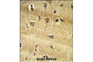 Formalin-fixed and paraffin-embedded human brain tissue reacted with RPS9 Antibody (C-term), which was peroxidase-conjugated to the secondary antibody, followed by DAB staining. (RPS9 antibody  (C-Term))