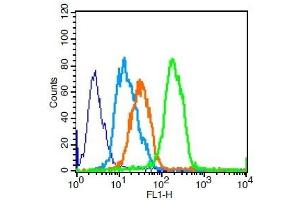 U251 cells probed with CD8 Polyclonal Antibody, Unconjugated  for 30 minutes followed by incubation with a conjugated secondary (FITC Conjugated) (green) for 30 minutes compared to control cells (blue), secondary only (light blue) and isotype control (orange). (CD8 antibody  (AA 51-150))