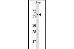 Western blot analysis in mouse liver tissue lysates (35ug/lane). (MAP2K7 antibody  (AA 206-233))