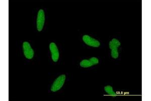 Immunofluorescence of purified MaxPab antibody to ZNF461 on HepG2 cell. (ZNF461 antibody  (AA 1-563))