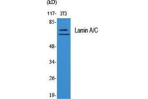 Western Blot (WB) analysis of specific cells using Lamin A/C Polyclonal Antibody. (Lamin A/C antibody  (Ser778))