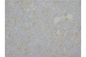 Immunohistochemical analysis of paraffin embedded Human tissue sections (liver) using MBP antibody (MBP antibody  (C-Term))