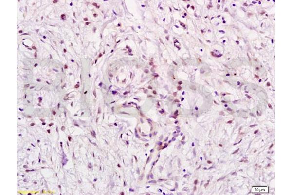 E2F5 antibody  (AA 101-200)