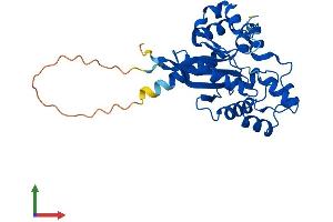 AlphaFold protein structure predicition of Human Recombinant NMNAT1 Protein, UniprotID Q9HAN9 (NMNAT1 Protein (AA 1-279) (His tag))