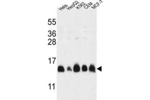 Western Blotting (WB) image for anti-Histone Cluster 1, H2al (HIST1H2AL) antibody (ABIN3002161)