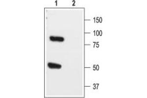 Potassium Channel Subfamily K Member 1 (KCNK1) peptide