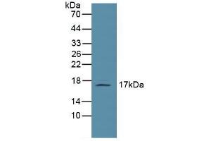 Figure. (Leptin antibody  (AA 22-167))