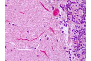 Anti-IGF2 antibody IHC of human brain, cerebellum, Purkinje. (IGF2 antibody)