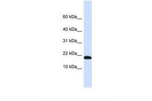 anti-DnaJ (Hsp40) Homolog, Subfamily C , Member 25 (DNAJC25) (AA 36-85) antibody