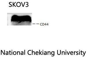 Western Blot (WB) analysis: Please contact us for more details. (CD44 antibody  (Ser2152))