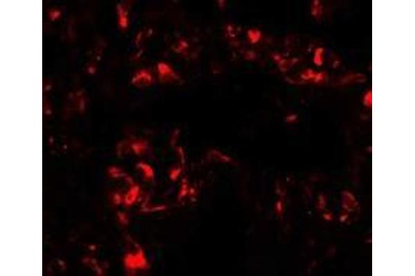 FOXRED2 antibody  (N-Term)