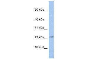 JAM3 antibody used at 1 ug/ml to detect target protein. (JAM3 antibody  (N-Term))