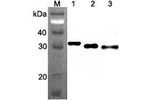 Western blot analysis using anti-Ribosomal Protein S3 (human), mAb (RP159-1)  at 1:500 dilution.