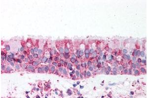 Anti-TRPV4 antibody  ABIN1049440 IHC staining of human trachea. (TRPV4 antibody  (N-Term))