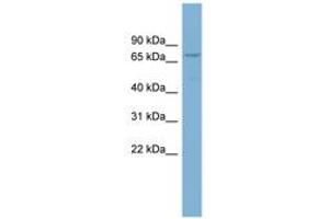 Image no. 1 for anti-CCR4-NOT Transcription Complex Subunit 4 (CNOT4) (AA 539-588) antibody (ABIN6741905) (CNOT4 antibody  (AA 539-588))