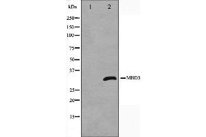 MBD3 antibody  (C-Term)