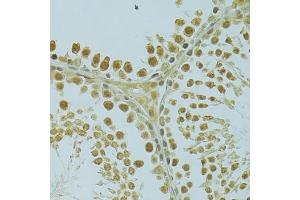 Immunohistochemistry of paraffin-embedded rat testis using RSRC1 antibody (ABIN6131423, ABIN6147283, ABIN6147284 and ABIN6223040) at dilution of 1:100 (40x lens). (RSRC1 antibody  (AA 117-276))