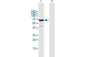 Western Blot analysis of MUS81 expression in transfected 293T cell line by MUS81 MaxPab polyclonal antibody. (MUS81 antibody  (AA 1-551))