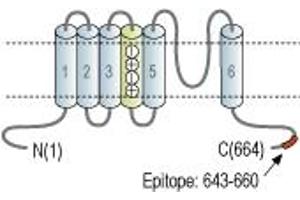 Representative domain view of the target of ABIN7884904.
