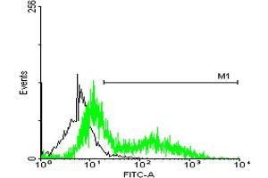 FACS analysis of HeLa cells stained with STIP1 monoclonal antibody clone 2E1 (Green) and non-stained HeLa cells (Black) as negative control. (STIP1 antibody  (AA 1-543))