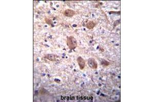 SPG7 Antibody immunohistochemistry analysis in formalin fixed and paraffin embedded human brain tissue followed by peroxidase conjugation of the secondary antibody and DAB staining. (SPG7 antibody  (AA 115-141))