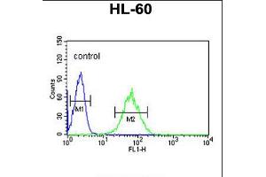 Flow cytometric analysis of HL-60 cells (right histogram) compared to a negative control cell (left histogram). (SNRPD1 antibody  (AA 46-78))