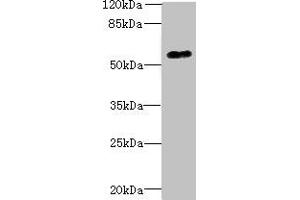 Western blot All lanes: GPR176 antibody at 10 μg/mL + A431 whole cell lysate Secondary Goat polyclonal to rabbit IgG at 1/10000 dilution Predicted band size: 57, 53 kDa Observed band size: 57 kDa (GPR176 antibody  (AA 321-515))