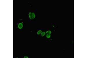 Immunofluorescent analysis of HepG2 cells using ABIN7163487 at dilution of 1:100 and Alexa Fluor 488-congugated AffiniPure Goat Anti-Rabbit IgG(H+L) (PLAC8 antibody  (AA 1-110))