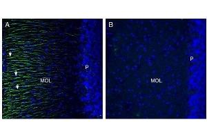 Expression of Otopetrin-1 in rat cerebellum. (Otopetrin 1 antibody  (4th Cytoplasmic Loop))