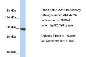 WB Suggested Anti-KIAA1549 Antibody   Titration: 1. (KIAA1549 antibody  (C-Term))