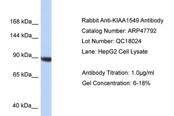 KIAA1549 antibody  (C-Term)
