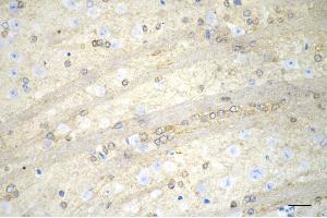 Immunohistochemistry was performed on paraffin-embedded mouse brain using PKC alpha antibody (ABIN7799989), 1:200).
