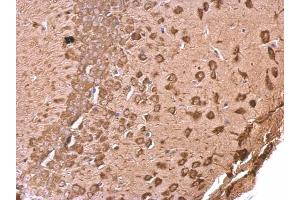IHC-P Image EEF1A2 antibody [C1C3] detects EEF1A2 protein at cytosol on mouse fore brain by immunohistochemical analysis. (EEF1A2 antibody)